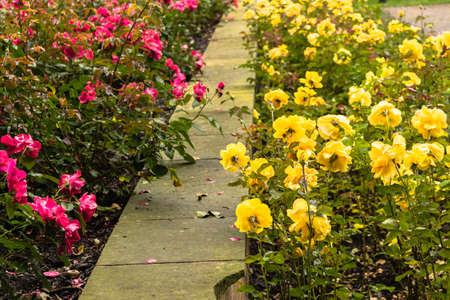 Raindrops on yellow and Red  Rose: green leaves bushes and vibrant colored flowers in gardens on Petrin hill in Prague in a cloudy sunset just after rain in a summer evening of Augustの写真素材
