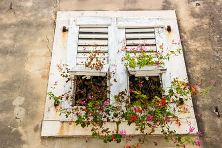 Typical istrian architecture: walls, houses, windows, stones and streets of Porec in Croatia and geranium in fuchsiaの写真素材