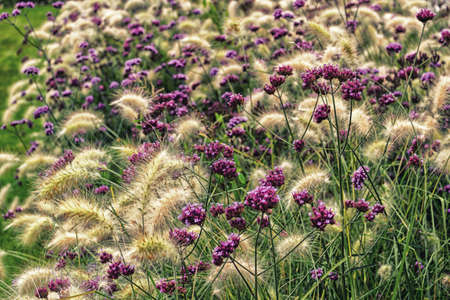 Purple flowers and white hair on green grass and bushesの写真素材