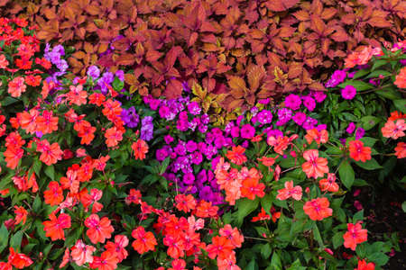 Close up of red and purple impatiens flowers with dark green and orange leavesの写真素材