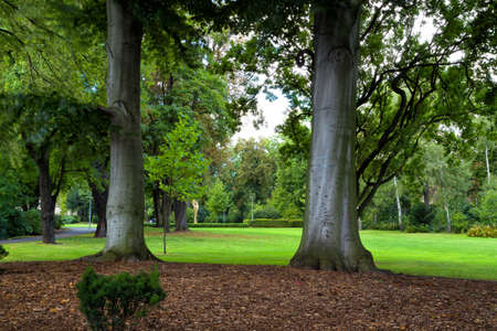 Surreal trees in a green park in pragueの写真素材