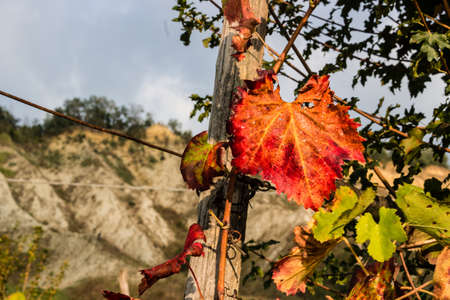 Cultivated fields of red Vineyards during Autumn  on badlands background in Italian countryside near Brisighella in Emilia Romagnaの写真素材