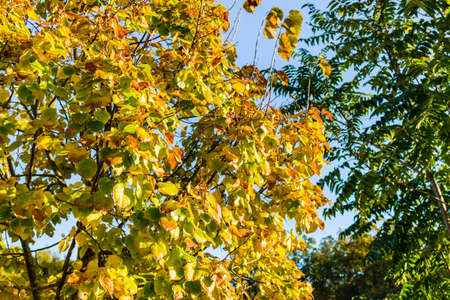 Autumn yellow leaves tree