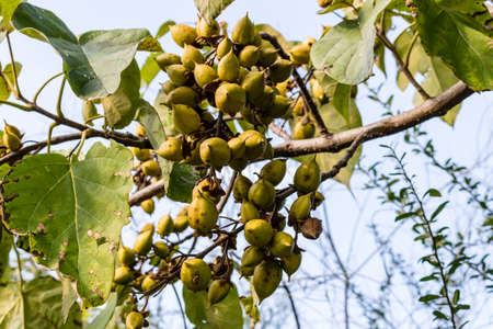 Leaves with the typical autumnal colours in a public garden in Emilia Romagna Italyの写真素材