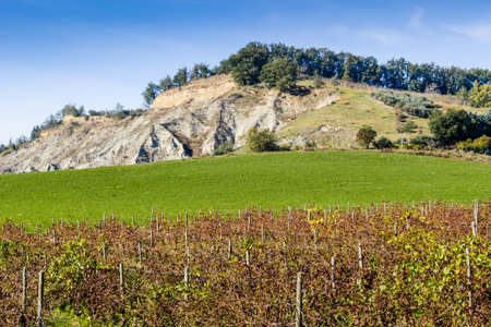 Cultivated fields of red and green leaves Vineyards during Autumn  on badlands background in Italian countryside near Brisighella in Emilia Romagnaの写真素材