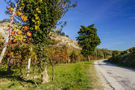 Cultivated fields of red and green leaves Vineyards during Autumn  on badlands background in Italian...