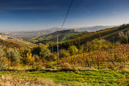 Cultivated fields of red and green leaves Vineyards during Autumn  on badlands background in Italian...