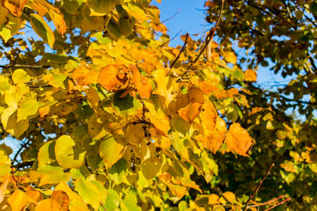 Autumn yellow leaves tree