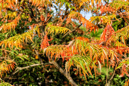 Leaves with the typical autumnal colours in a public garden in Emilia Romagna Italy