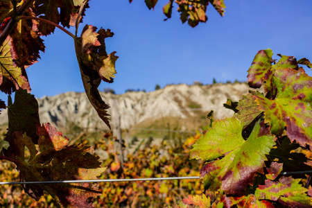 Cultivated fields of red and green leaves Vineyards during Autumn  on badlands background in Italian countryside near Brisighella in Emilia Romagnaの写真素材
