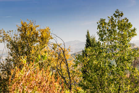 Cultivated fields of red and green leaves Vineyards during Autumn  on badlands background in Italian countryside near Brisighella in Emilia Romagnaの写真素材