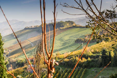 Cultivated fields of red and green leaves Vineyards during Autumn  on badlands background in Italian...