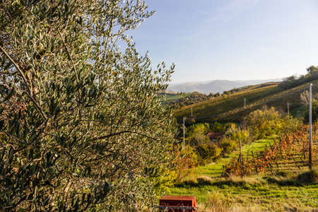Cultivated fields of red and green leaves Vineyards during Autumn  on badlands background in Italian...