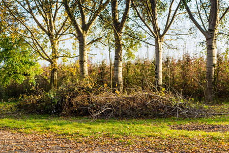 Birch trees on wineyards background during summer in Italian countryside
