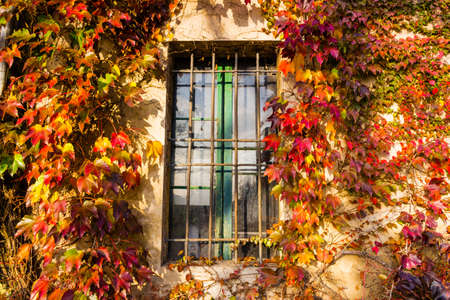 Red, green and orange leaves of a Boston ivy or parthenocissus tricuspidata veitchii  in autumn framing and surrounding an old grunge window in a tipical farmer house in Italian countrysideの写真素材