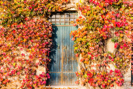 Red, green and orange leaves of a Japanese Creeper or parthenocissus tricuspidata veitchii  in autumn framing and surrounding an old grunge door in a tipical farmer house in Italian countrysideの写真素材