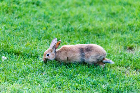 Bunnies sitting in green grass: light brown oneの写真素材