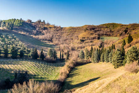 Country fields in winter sunny day in Northern Italy: hills covered with olive groves and vineyardsの写真素材