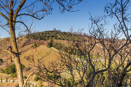 Country fields in winter sunny day in Northern Italy: hills covered with olive groves and vineyards viewed through branchesの写真素材