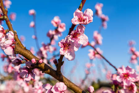 The arrival of spring in the blossoming of peach blossoms on trees: according to traditional...