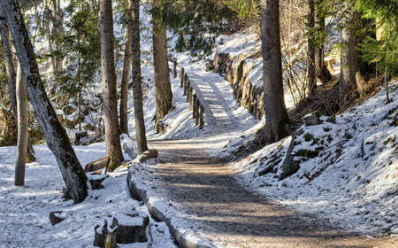 Brown walk path in a forest of green pines, spruces and firs on Dolomites in winterの写真素材