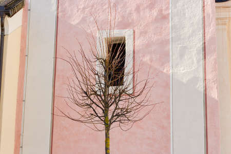 Bare branches tree in front of white bordered square window on pink ancient wallの写真素材
