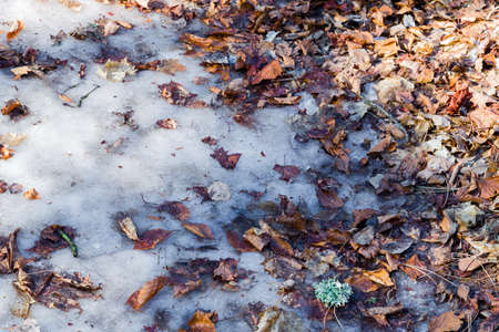 carpet of fall leaves and blades of grass in winterの写真素材