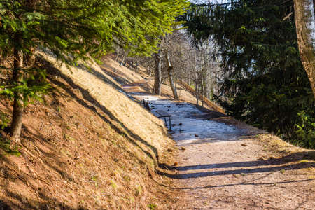 Footpath in a forest of green pines and firs on Dolomites snowy mountains in winter