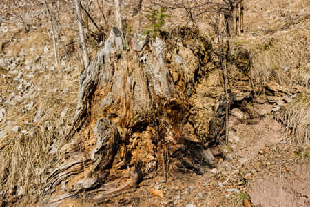 stump on carpet of fall leaves and blades of grass in winterの写真素材