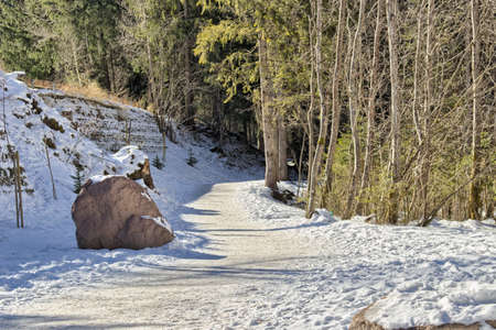 Brown walk path in a forest of green pines, spruces and firs on Dolomites in winterの写真素材