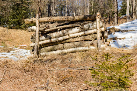 Woodpile  on orange weeds and  blades of grass in dolomites forest