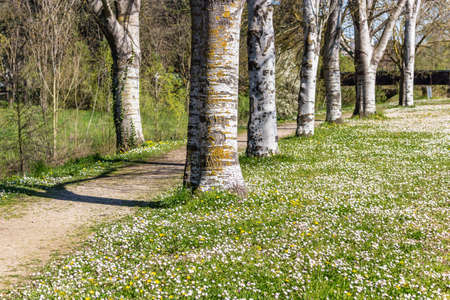 the dreamy vibrancy of one of the first days of Spring in a country road bordered by white birch...