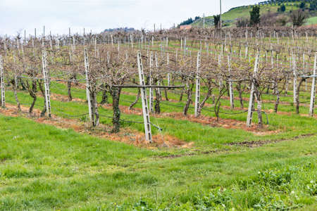 Peaceful Vineyards  in Green farmland cultivated on the rolling hills of the countryside in northern...
