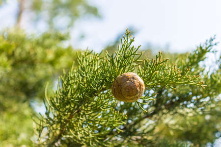 Berry pine on branch