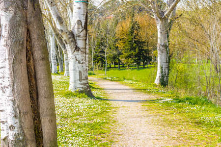 the dreamy vibrancy of one of the first days of Spring in a country road bordered by white birch trees next to a garden of daisies and dandelionsの写真素材
