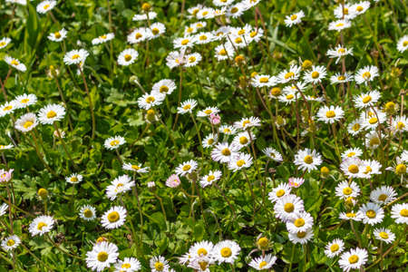 Carpet of daisies and green blades of grassの写真素材
