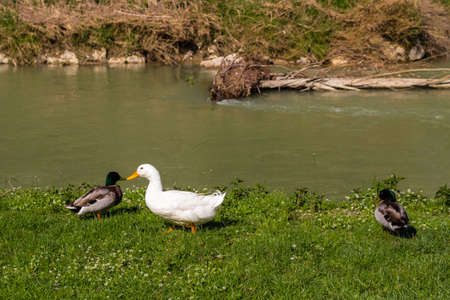 ducks and geese near a quiet river in the countryside of the hills during spring in Northern Italy near Riolo Terme (Ravenna)の写真素材