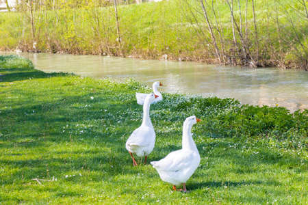 ducks and geese near a quiet river in the countryside of the hills during spring in Northern Italy near Riolo Terme (Ravenna)の写真素材