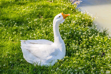 ducks and geese near a quiet river in the countryside of the hills during spring in Northern Italy near Riolo Terme (Ravenna)の写真素材