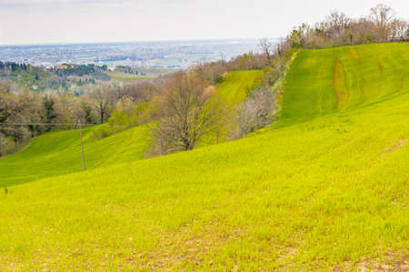 Green farmland cultivated on the rolling hills of the countryside in northern Italyの写真素材