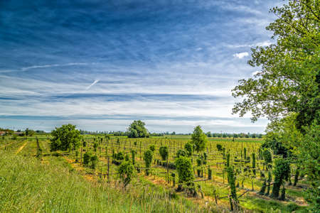 Green vineyards in the Italian countryside arranged into rows according to principles of modern agricultureの写真素材