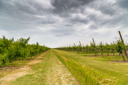 Peach trees rows and vineyards in cultivated fields during spring in Italian countryside