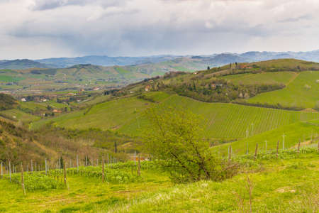 Green farmland cultivated on the rolling hills of the countryside in northern Italyの写真素材