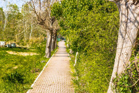 paved path through the trees in a park in Italian countryの写真素材