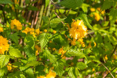 Yellow flowers on tree branches during springの写真素材