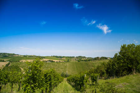 The vibrant colors of Agricultural cultivated fields in Italy during the spring: fruit trees and...