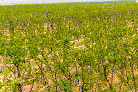 fields of green orchards and organized into geometric rows according to the modern agricultureの写真素材
