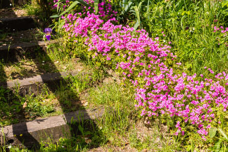 stone steps in the midst of fuchsia and white flowers and lush plants with vivid green leaves leading to the ruins of an ancient Italian fortress in an enchanting atmosphere of historical memoriesの写真素材