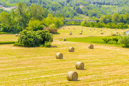 yellow round bales of hay spread in cultivated fields now mown in the Italian countrysideの写真素材