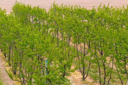 fields of green orchards and organized into geometric rows according to the modern agricultureの写真素材